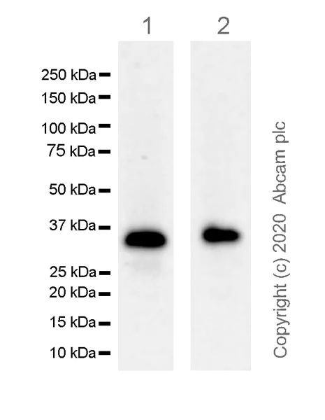 Western blot - Anti-CEBP Delta/CEBPD antibody [EPR23518-259] (AB245214)