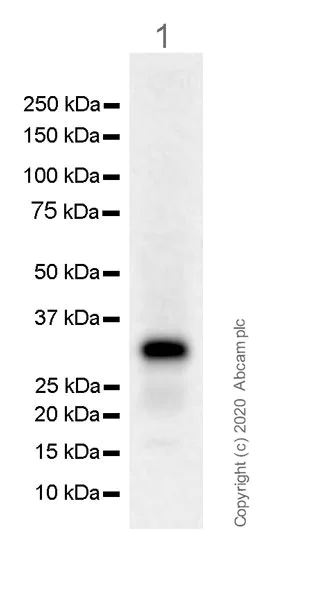 Western blot - Anti-CEBP Delta/CEBPD antibody [EPR23518-259] (AB245214)