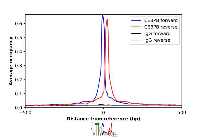 ChIP - Anti-CEBPB Antibody (AB327254)