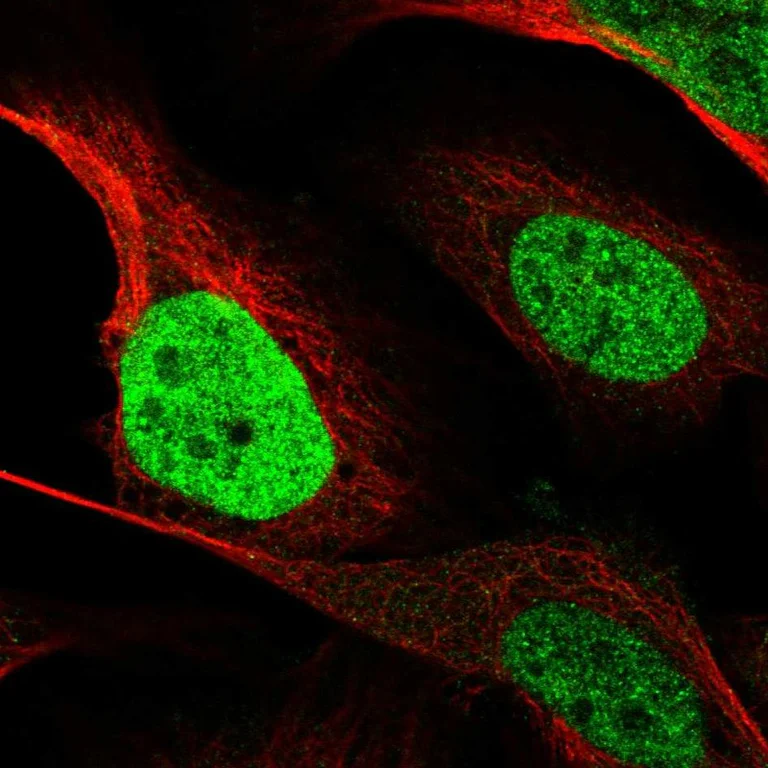 Immunocytochemistry/ Immunofluorescence - Anti-CEBPB Antibody (AB327254)