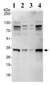 Western blot - Anti-CEE antibody (AB93801)
