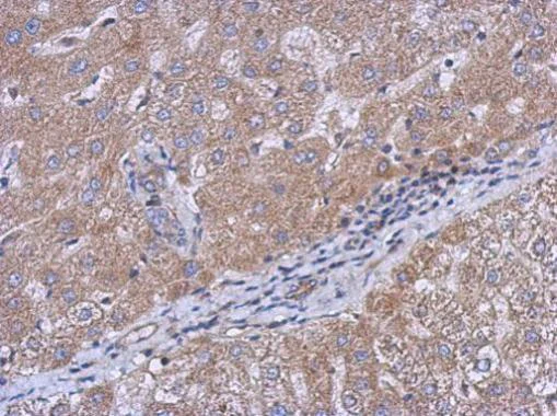 Immunohistochemistry (Formalin/PFA-fixed paraffin-embedded sections) - Anti-CEECAM1 antibody (AB227943)