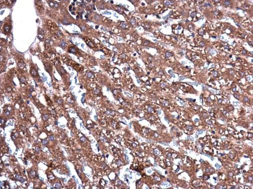 Immunohistochemistry (Formalin/PFA-fixed paraffin-embedded sections) - Anti-CEECAM1 antibody (AB227943)