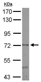 Western blot - Anti-CEECAM1 antibody (AB227943), expandable thumbnail