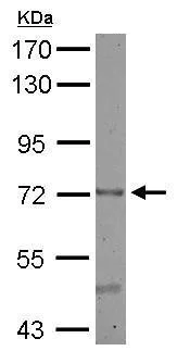 Western blot - Anti-CEECAM1 antibody (AB227943)