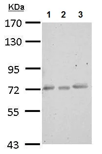 Western blot - Anti-CEECAM1 antibody (AB227943)