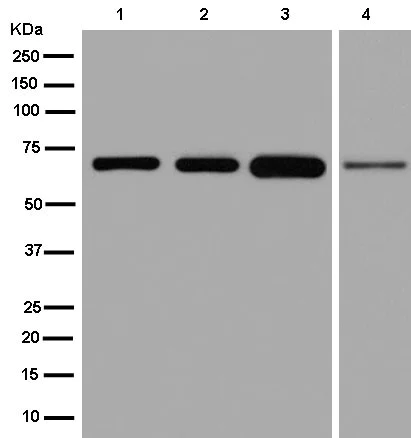 Western blot - Anti-CEECAM1 antibody [EPR13744] - BSA and Azide free (AB250547)