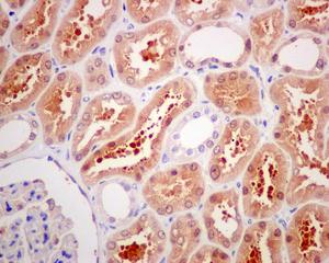 Immunohistochemistry (Formalin/PFA-fixed paraffin-embedded sections) - Anti-CELF-6 antibody [EPR10155] (AB173282)