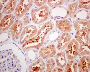 Immunohistochemistry (Formalin/PFA-fixed paraffin-embedded sections) - Anti-CELF-6 antibody [EPR10155] - BSA and Azide free (AB249746)