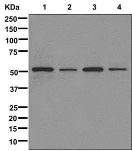 Western blot - Anti-CELF-6 antibody [EPR10155] - BSA and Azide free (AB249746), expandable thumbnail