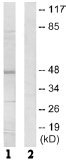 Western blot - Anti-Cell adhesion molecule 2 antibody (AB64873)