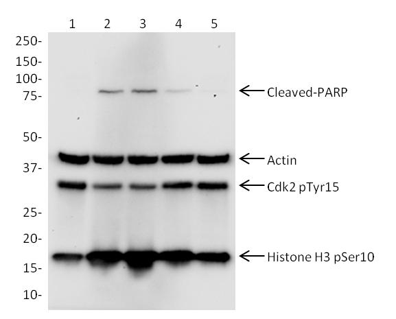 Western blot - Cell Cycle and Apoptosis WB Cocktail (pCdk/pHH3/Actin/PARP) (AB139417), expandable thumbnail