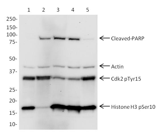 Western blot - Cell Cycle and Apoptosis WB Cocktail (pCdk/pHH3/Actin/PARP) (AB139417), expandable thumbnail
