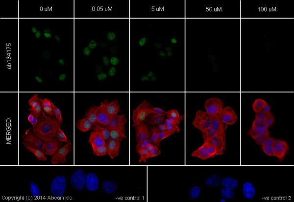 Immunocytochemistry/ Immunofluorescence - Cell Cycle (Cdk2, Cdk6, Cyclin B1, Cyclin D1, p21, p27 KIP 1) Antibody Sampler Panel (AB228528)