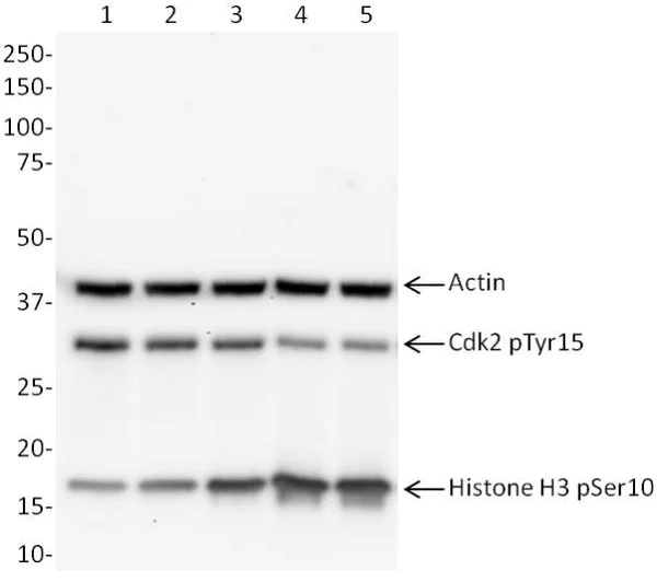 Western blot - Cell Cycle (pCdk/pHH3/Actin) WB Cocktail (AB136810)