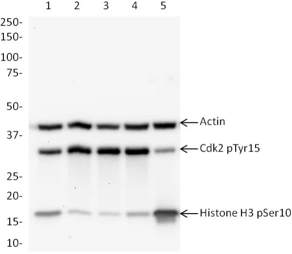 Western blot - Cell Cycle (pCdk/pHH3/Actin) WB Cocktail (AB136810)