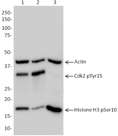 Western blot - Cell Cycle (pCdk/pHH3/Actin) WB Cocktail (AB136810)