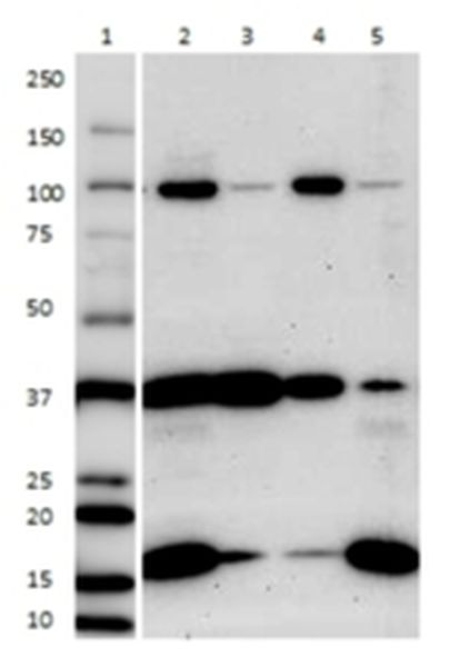 Western blot - Cell Fractionation Kit - Standard (AB109719), expandable thumbnail