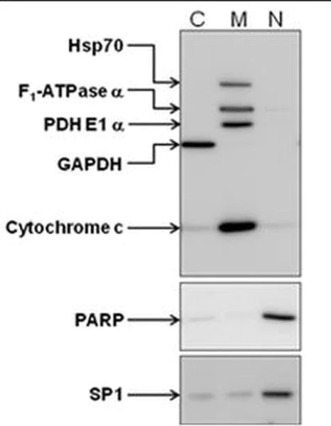 Western blot - Cell Fractionation Kit - Standard (AB109719)