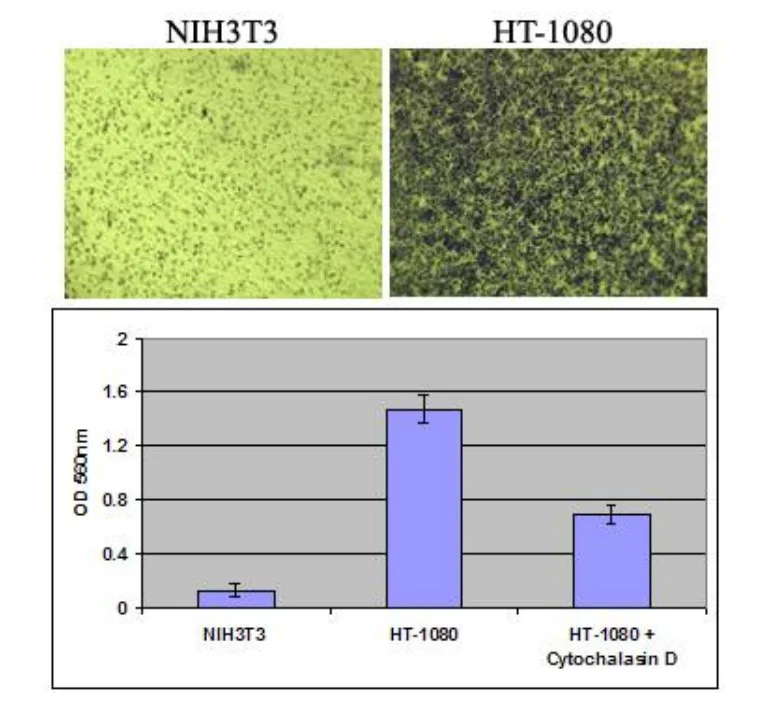 Functional Studies - Cell Invasion Assay (Basement Membrane)-Colorimetric (AB325580)