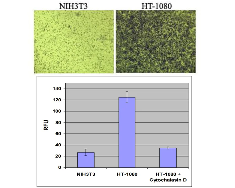 Functional Studies - Cell Invasion (Basement Membrane)-Fluorometric (AB325581)