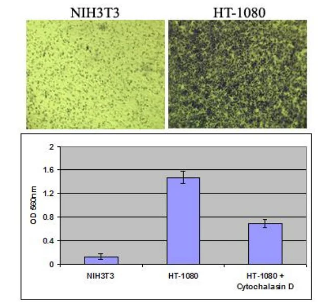 Functional Studies - Cell Migration and Invasion Assay (8 µm), Combo Kit (AB325575)