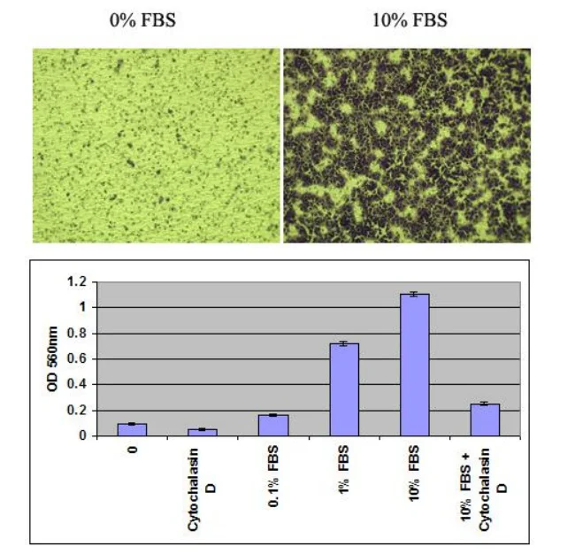 Functional Studies - Cell Migration and Invasion Assay (8 µm), Combo Kit (AB325575)