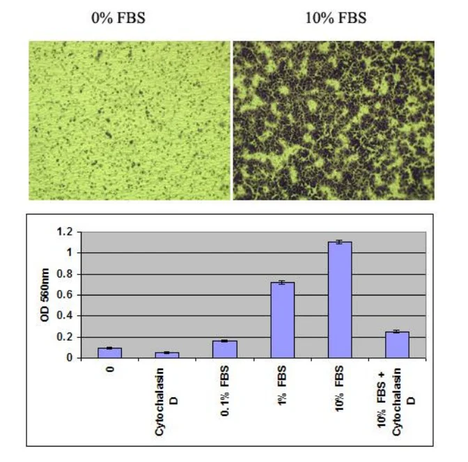 Functional Studies - Cell Migration Assay (8 µm) (AB325577)