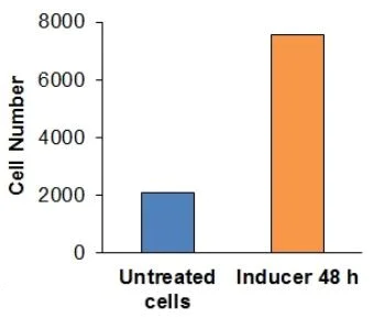 Functional Studies - Cell Migration/Chemotaxis Assay Kit (96-well, 3 µm) (AB235692)