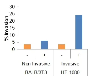 Functional Studies - Cell Migration/Chemotaxis Assay Kit (96-well, 8 µm) (AB235673)