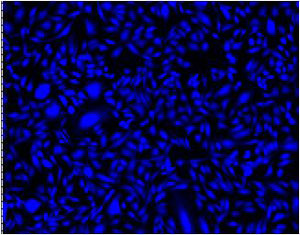 Fluorescence Microscopy - Cell Tracking Dye Kit - Blue - Cytopainter (AB138890), expandable thumbnail
