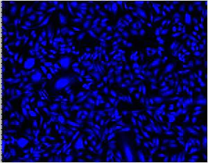 Fluorescence Microscopy - Cell Tracking Dye Kit - Blue - Cytopainter (AB138890)