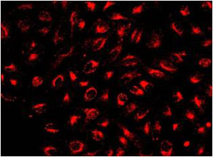 Fluorescence Microscopy - Cell Tracking Dye Kit - Deep Red - Cytopainter (AB138894), expandable thumbnail