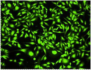 Fluorescence Microscopy - Cell Tracking Dye Kit - Green - Cytopainter (AB138891)