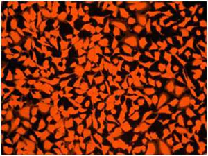 Fluorescence Microscopy - Cell Tracking Dye Kit - Orange - Cytopainter (AB138892)