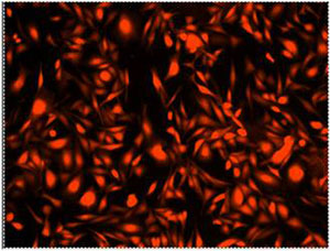 Fluorescence Microscopy - Cell Tracking Dye Kit - Red - Cytopainter (AB138893), expandable thumbnail