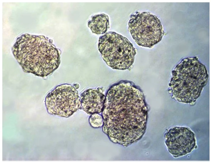 Functional Studies - Cell Transformation Assay (Cell Recovery Compatible) (AB325582)