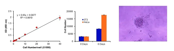 Functional Studies - Cell Transformation Assay Kit (Colorimetric) (AB235698)