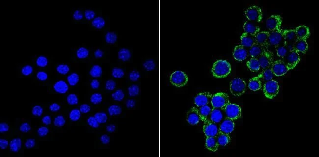 Immunocytochemistry/ Immunofluorescence - Anti-Cellubrevin antibody (AB5789)