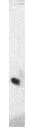 Western blot - Anti-Cellubrevin antibody (AB5789)
