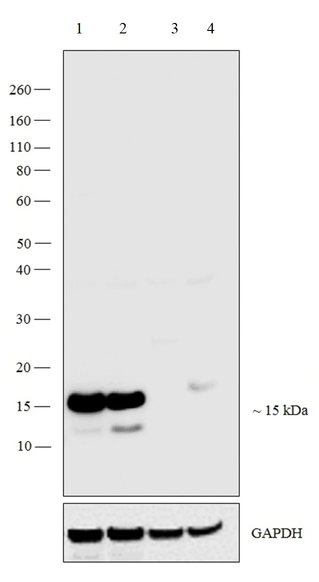 Western blot - Anti-Cellubrevin antibody (AB5789)