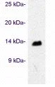 Western blot - Anti-Cellubrevin antibody (AB5789)