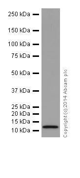 Western blot - Anti-Cellubrevin antibody [EPR16866] (AB200657)