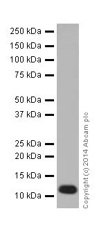 Western blot - Anti-Cellubrevin antibody [EPR16866] (AB200657)