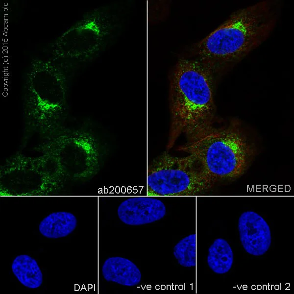 Immunocytochemistry/ Immunofluorescence - Anti-Cellubrevin antibody [EPR16866] - BSA and Azide free (AB251315)
