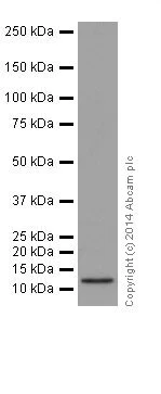 Western blot - Anti-Cellubrevin antibody [EPR16866] - BSA and Azide free (AB251315)