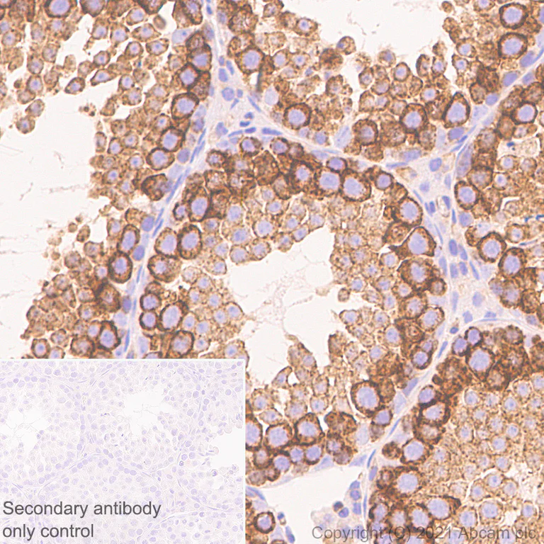 Immunohistochemistry (Formalin/PFA-fixed paraffin-embedded sections) - Anti-Cellubrevin antibody [EPR25065-16] (AB283312)