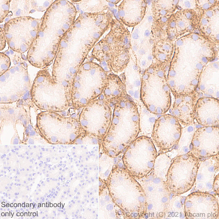 Immunohistochemistry (Formalin/PFA-fixed paraffin-embedded sections) - Anti-Cellubrevin antibody [EPR25065-16] (AB283312)