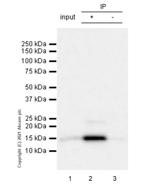 Immunoprecipitation - Anti-Cellubrevin antibody [EPR25065-16] (AB283312)