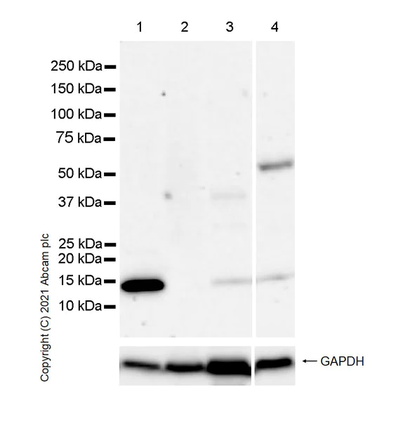 Western blot - Anti-Cellubrevin antibody [EPR25065-16] (AB283312)